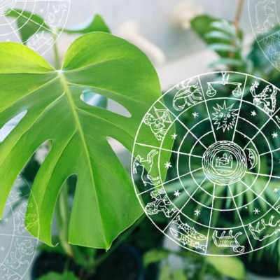 Koja biljka odgovara vašem horoskopskom znaku?