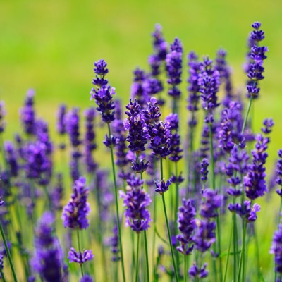 Čudesna lavanda: U koje se sve svrhe koristi?